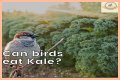 Can Birds Eat Herbs? - Kylon Powell