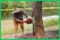 Cut down as a tree limb