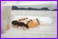 How To Get Ants Out Of Keurig?
