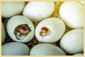 How To Make Bird Eggs?
