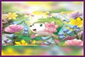 want shiny shaymin | Bulbagarden