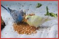 What eats bird food at night?