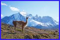 Wildlife in Patagonia: 20 Amazing Species